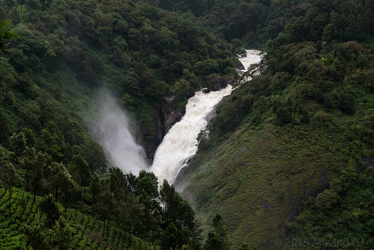 tour guide in Munnar